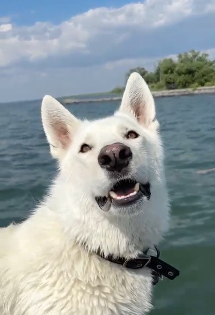 Nali