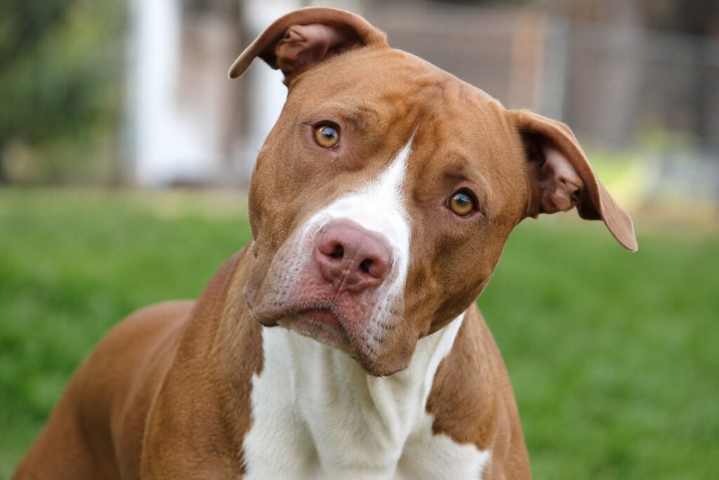Rupert pittie