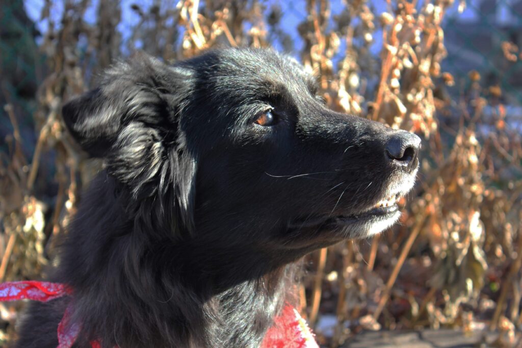 Gracie