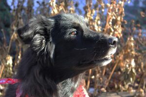 Gracie