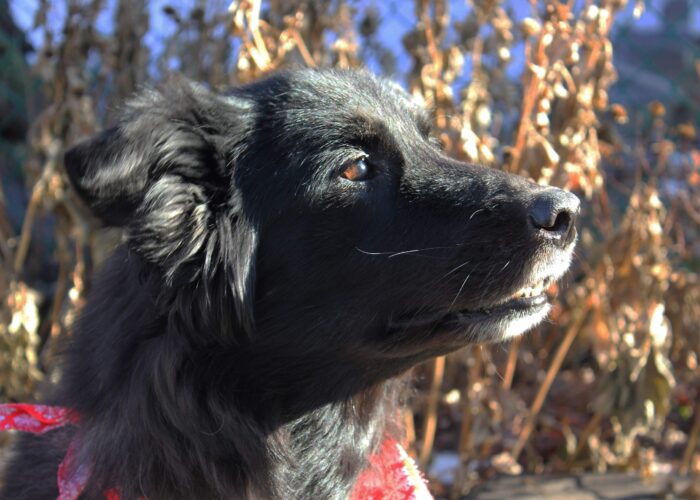Gracie