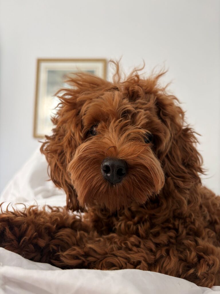 MAISY face