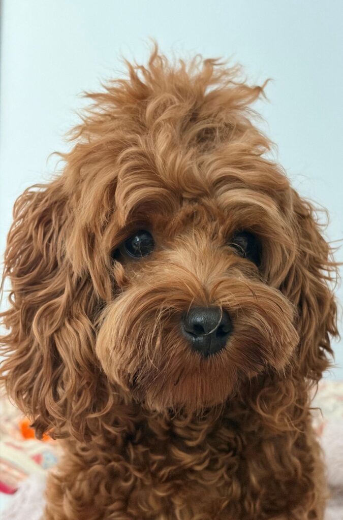 Maisy