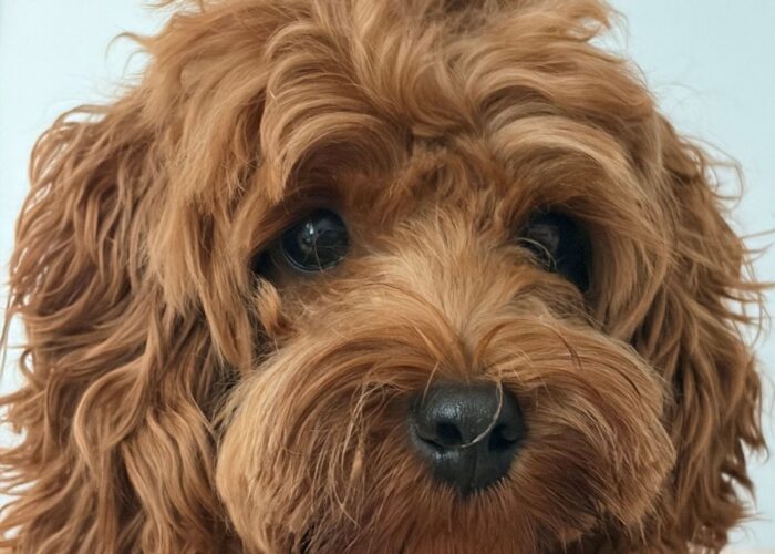 Maisy