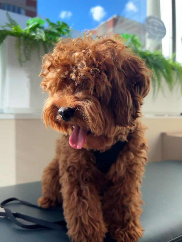MAISY panting