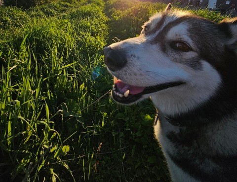 Alaska