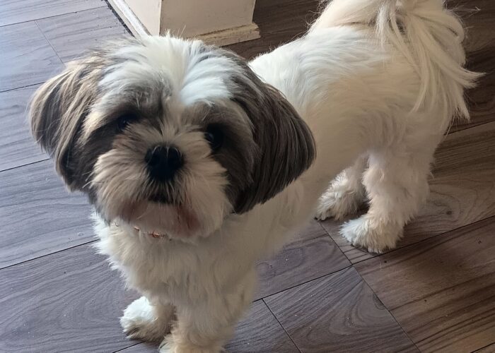 Bella – Adopted