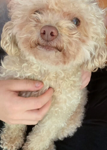 Cooper
