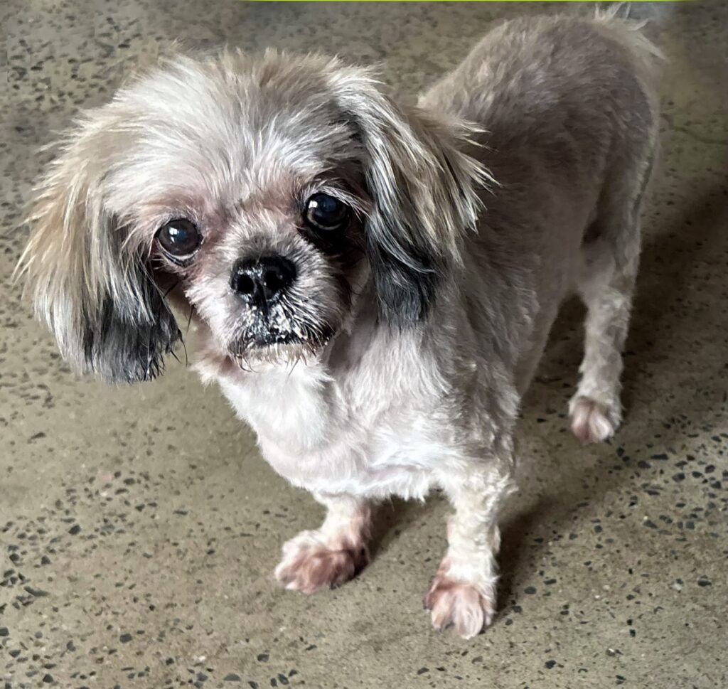 Dixie groomed