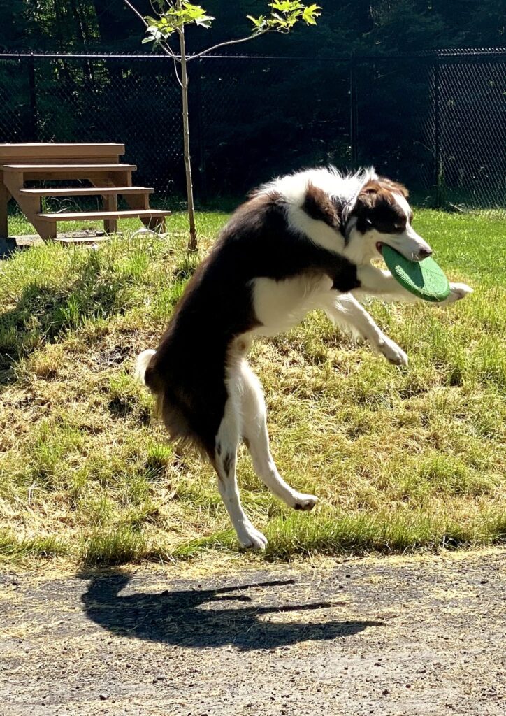 Einstein frisbee