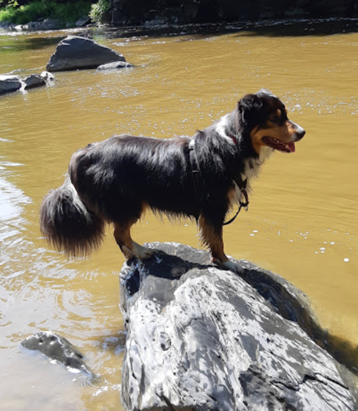 Maya