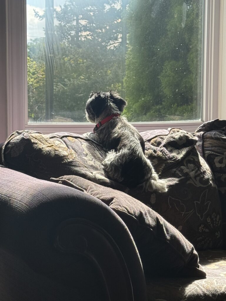 Pepper window