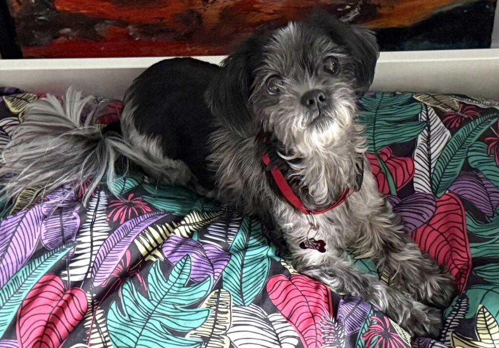 Pepper bed
