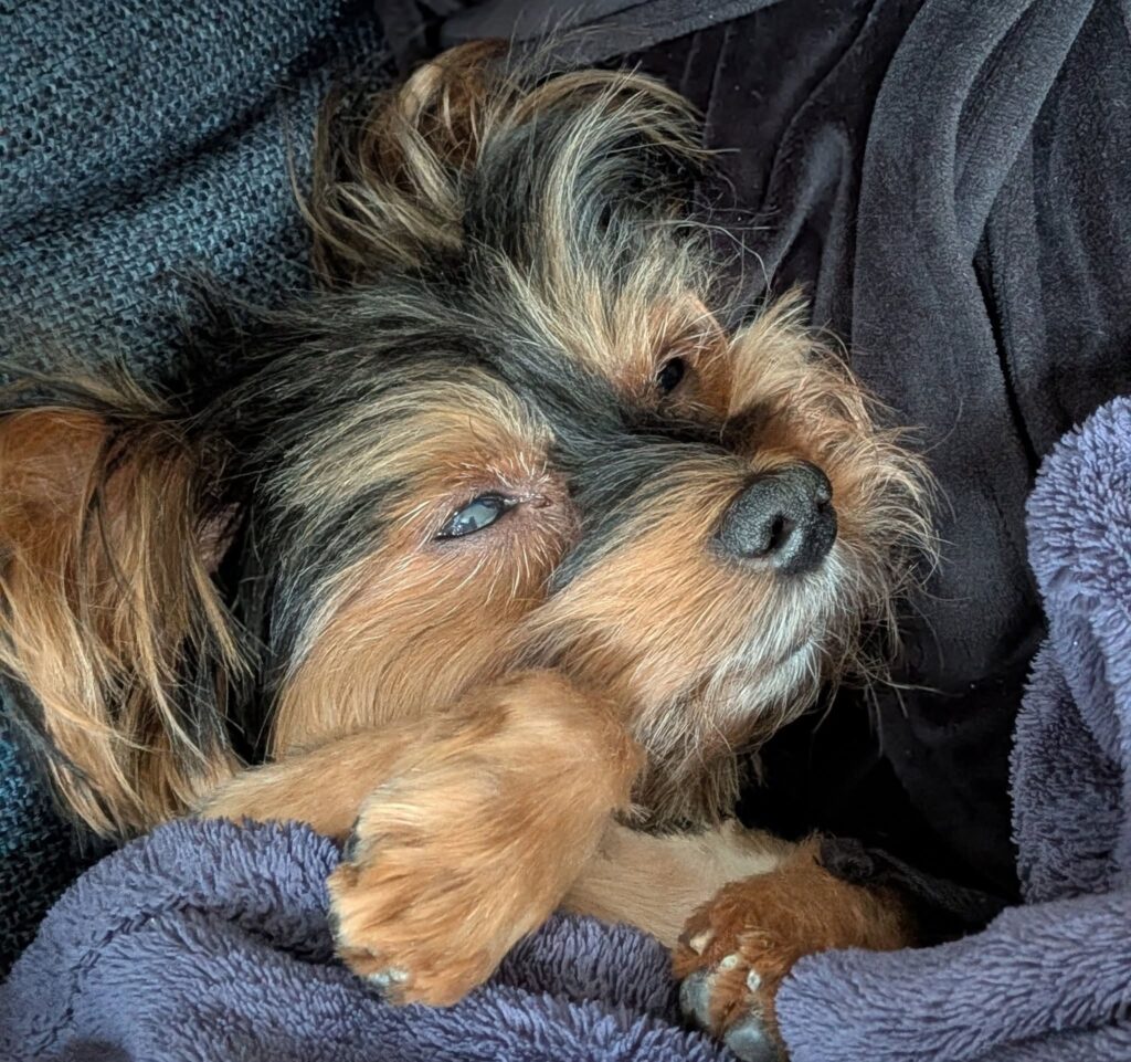 Theo (was Bento) – Adopted Theo (was Bento) – Adopted