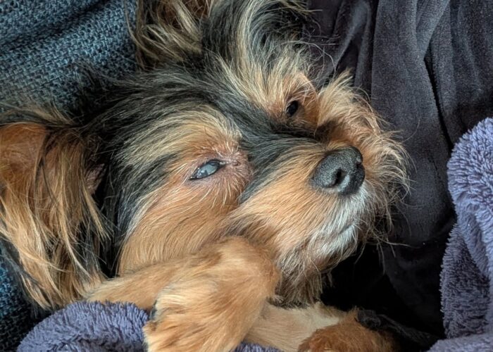 Theo (was Bento) – Adopted