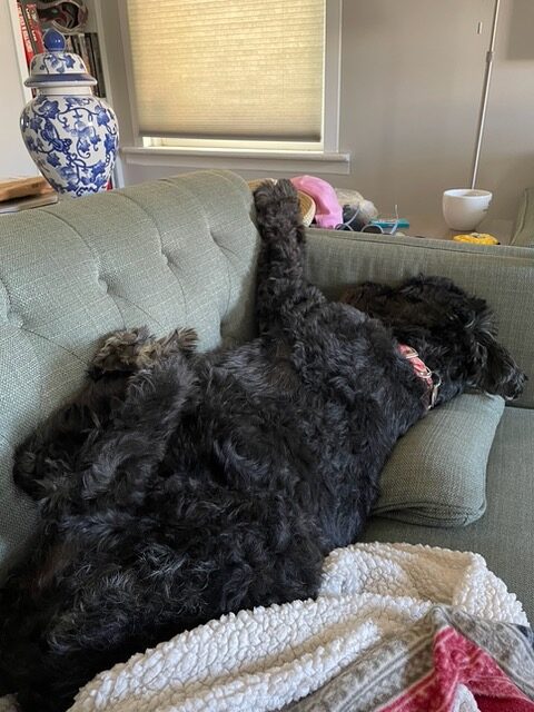 Willow