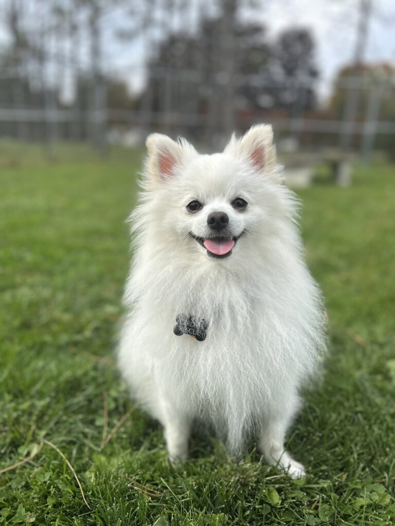 Frankie