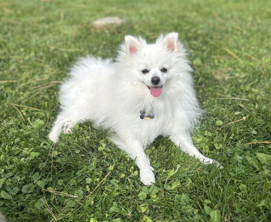 Frankie lying down