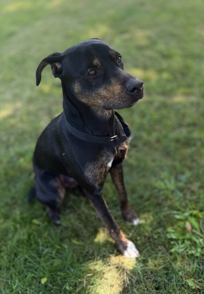 King – Adopted