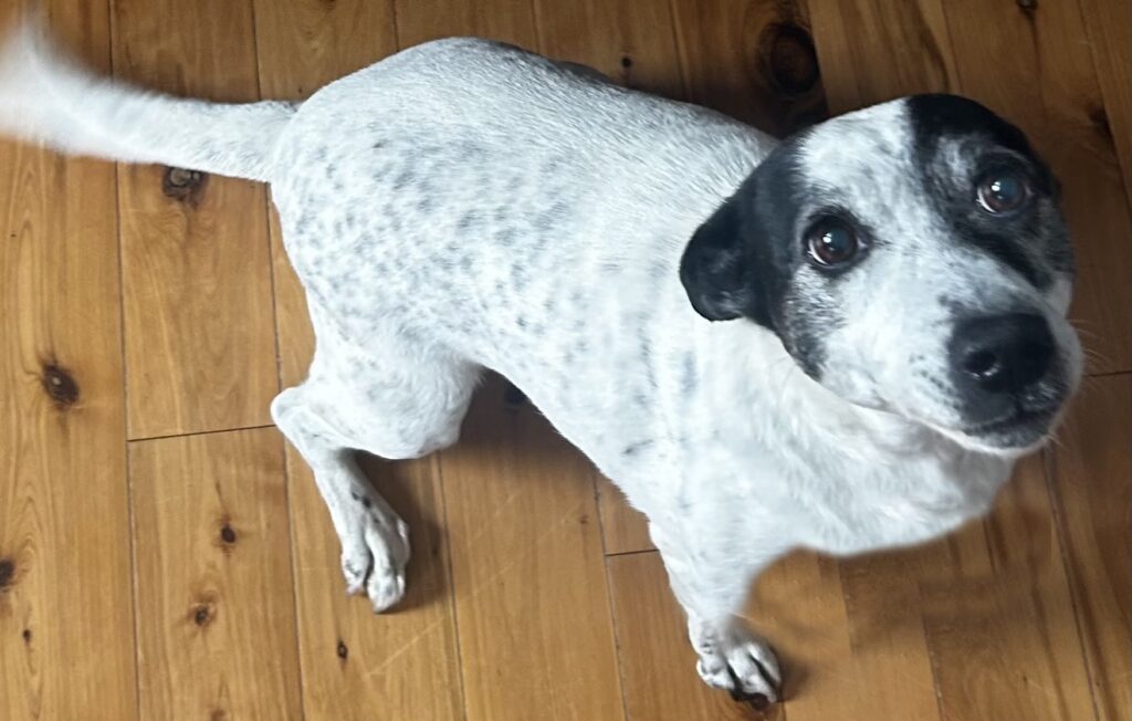 LILOU