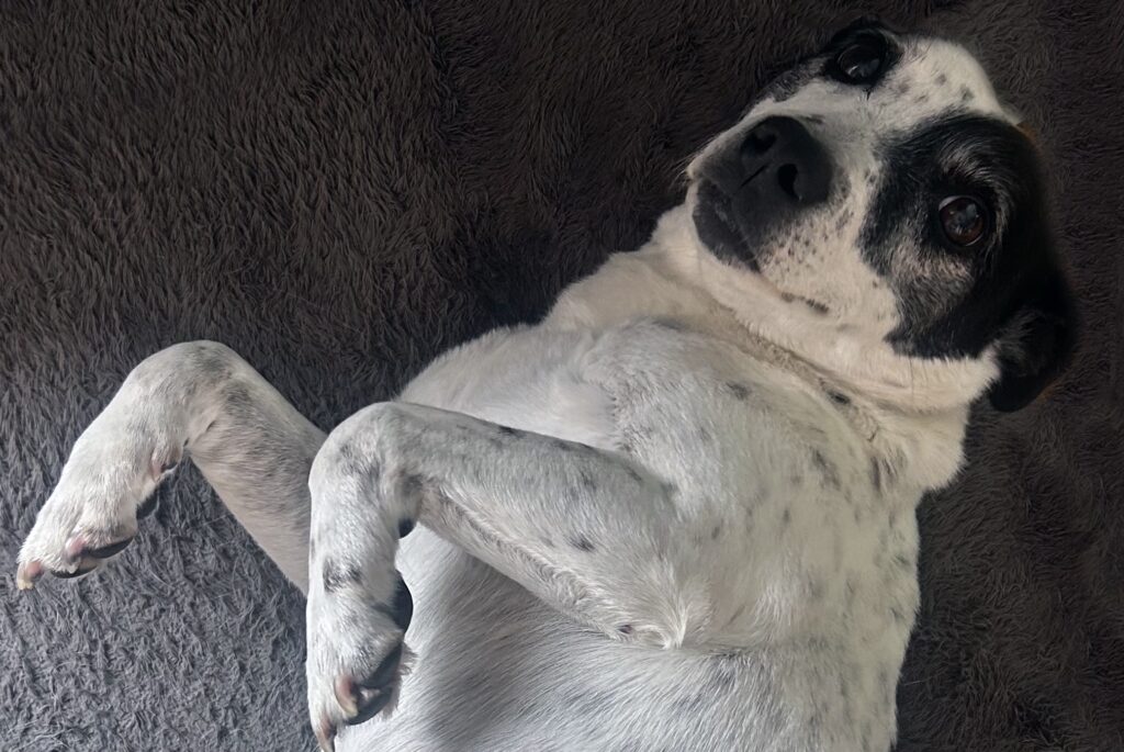LILOU Belly