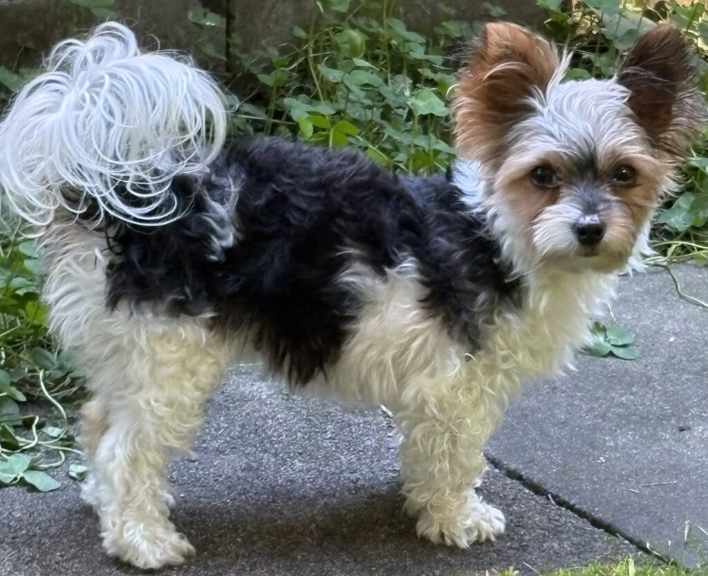 Mitsou and tail