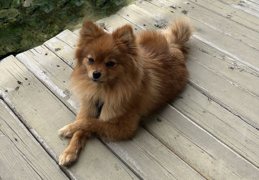 Rue lying down