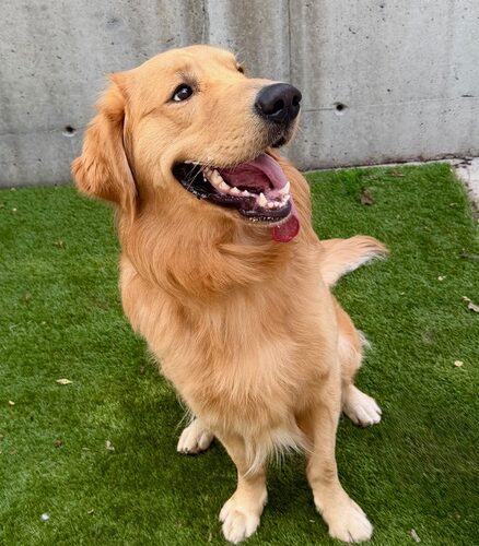 Sonny – Adopted