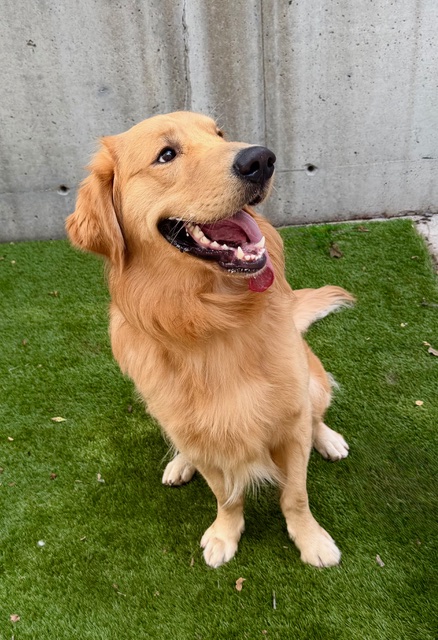 Sonny – Adopted