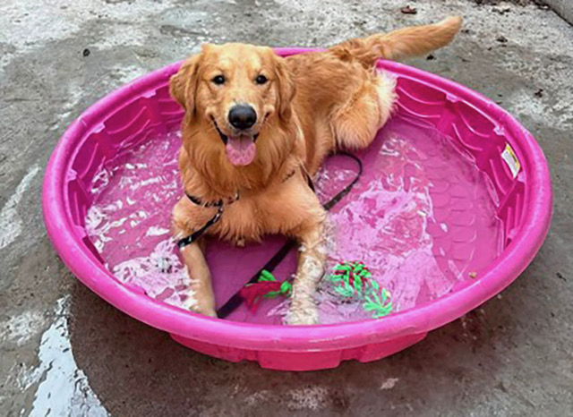 Sonny Golden pool